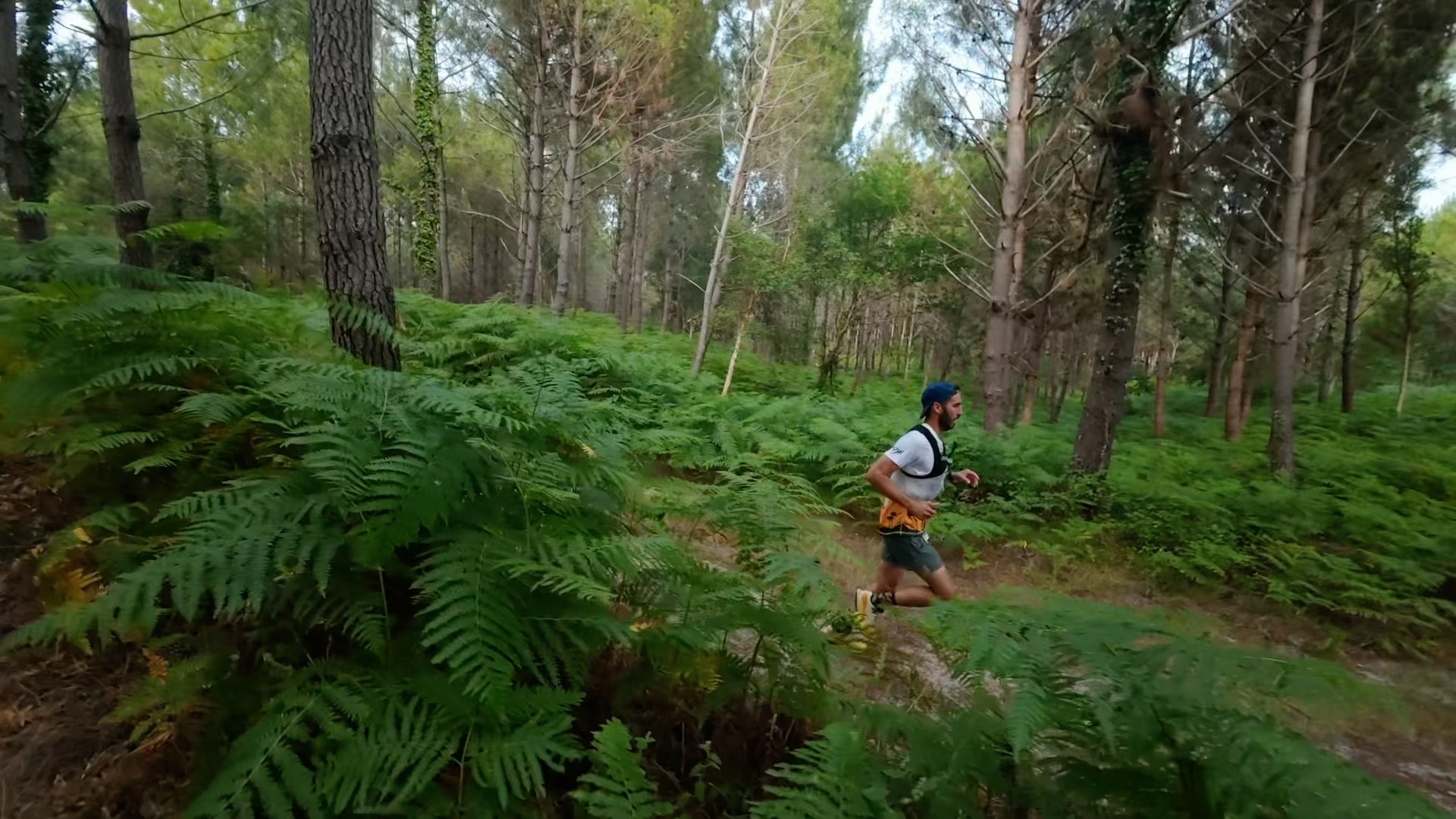 Coureur solitaire dans les fougères de la forêt landaise