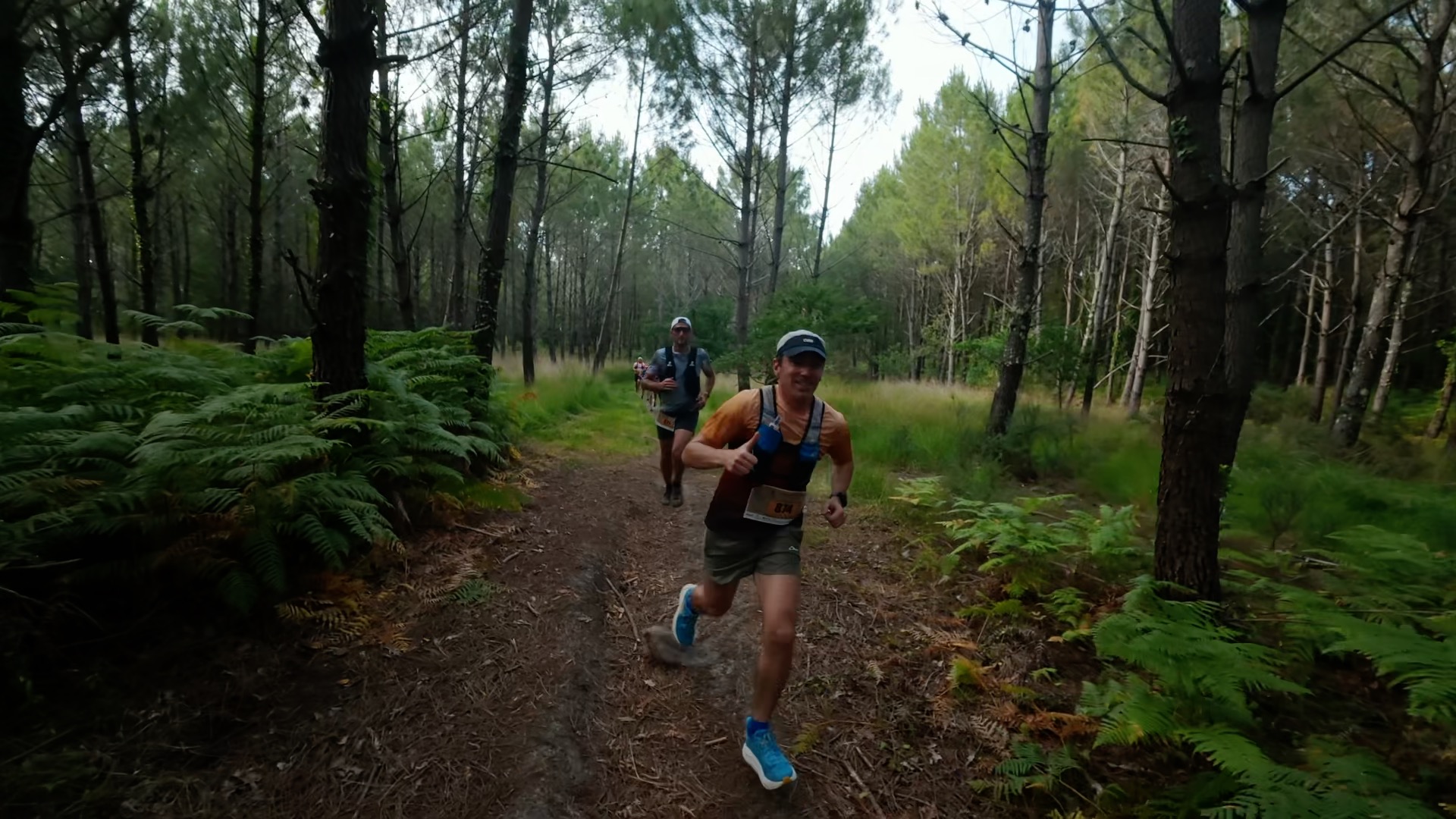 Coureurs en single track dans la forêt de pins et fougères